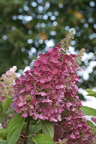 616246 - Panicle hydrangea (Hydrangea paniculata 'Pinky Winky')