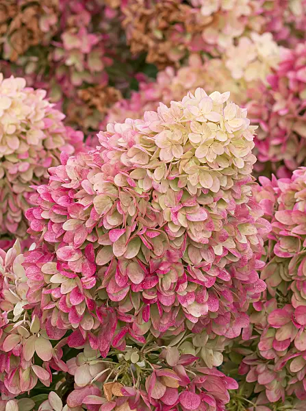 675159 - Panicle hydrangea (Hydrangea paniculata 'Redlight')