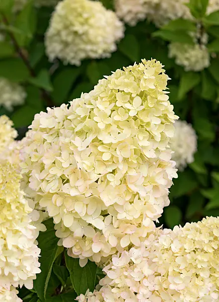 675162 - Panicle hydrangea (Hydrangea paniculata 'Redlight')