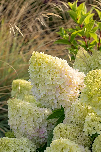 675165 - Panicle hydrangea (Hydrangea paniculata 'Redlight')