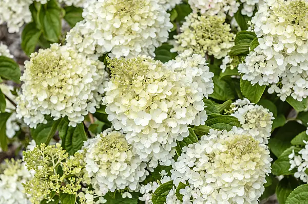 593105 - Panicle hydrangea (Hydrangea paniculata 'Silver Dollar')