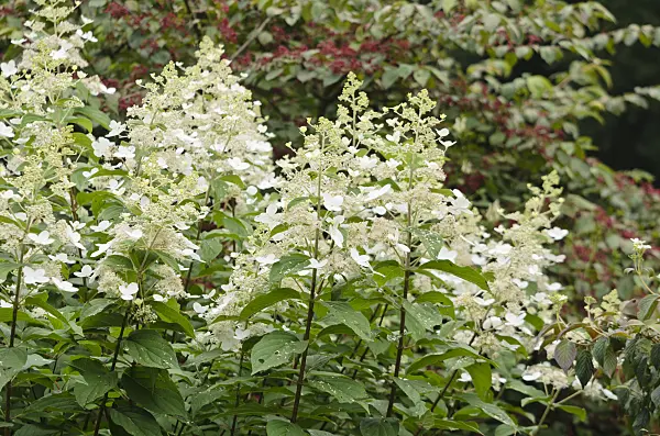 572059 - Panicle hydrangea (Hydrangea paniculata 'Sky Light')