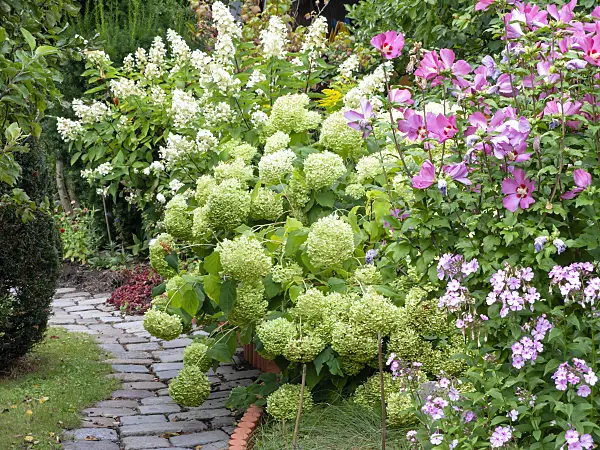 475156 - Panicle hydrangea (Hydrangea paniculata), tree hydrangea (Hydrangea arborescens), rosemallow (Hibiscus) and garden phlox (Phlox paniculata)