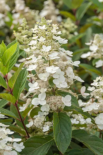 675094 - Panicle hydrangea (Hydrangea paniculata 'Unique')