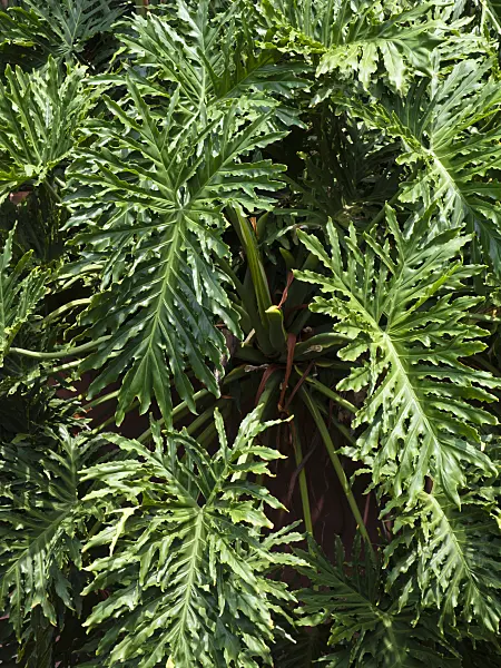455059 - Papaya (Carica papaya)