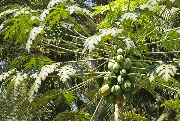 525486 - Papaya (Carica papaya)