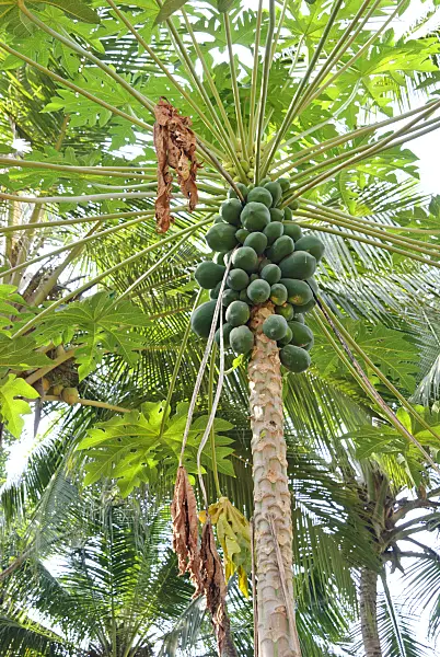 525490 - Papaya (Carica papaya)