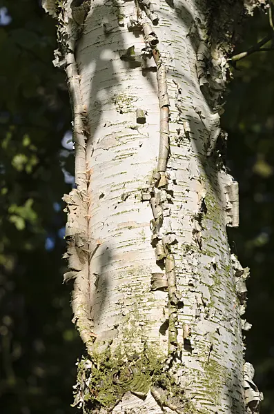 534122 - Paper birch (Betula papyrifera)