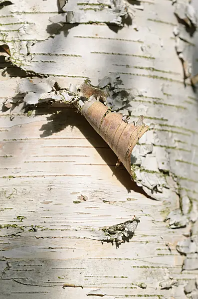 534123 - Paper birch (Betula papyrifera)