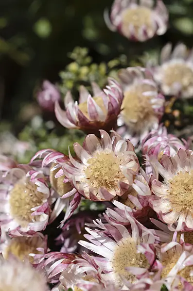 508449 - Paper daisy (Helichrysum retordoides)