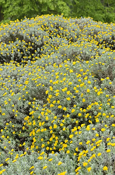 533557 - Paper daisy (Helichrysum splendidum)