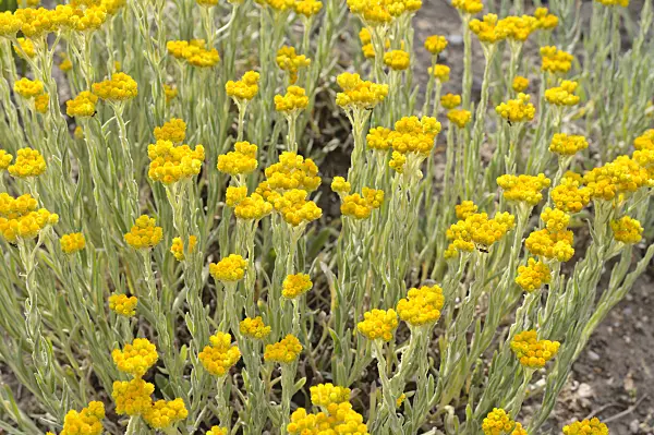 485191 - Paper daisy (Helichrysum thianschanicum 'Schwefellicht')