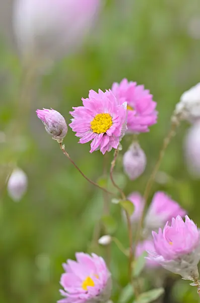 498199 - Paper daisy (Rhodanthe manglesii)