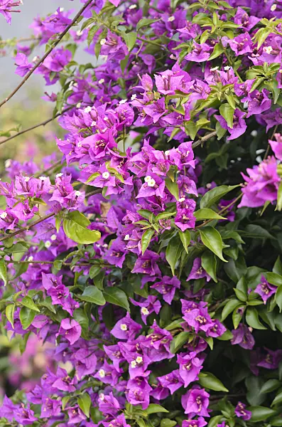 536107 - Paper flower (Bougainvillea glabra)