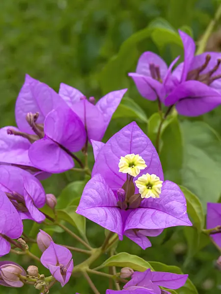 434203 - Paper flower (Bougainvillea glabra 'Choisy')