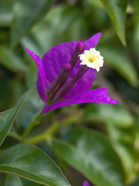 427266 - Paper flower (Bougainvillea glabra 'Sanderiana')
