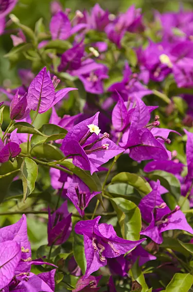 497316 - Paper flower (Bougainvillea glabra 'Sanderiana')