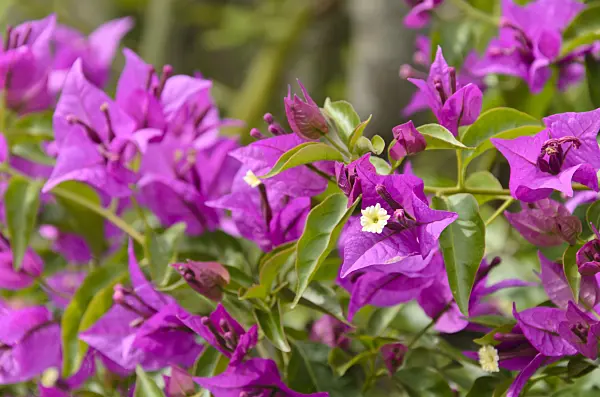 497317 - Paper flower (Bougainvillea glabra 'Sanderiana')