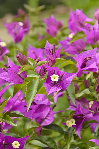 497318 - Paper flower (Bougainvillea glabra 'Sanderiana')