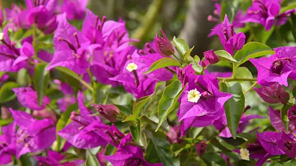 497326 - Paper flower (Bougainvillea glabra 'Sanderiana')