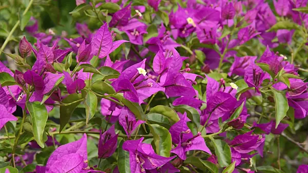 497327 - Paper flower (Bougainvillea glabra 'Sanderiana')