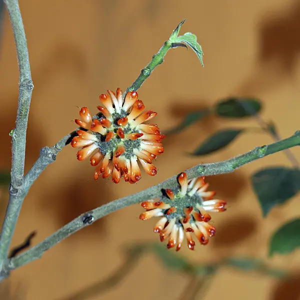 454008 - Paper mulberry (Broussonetia papyrifera)