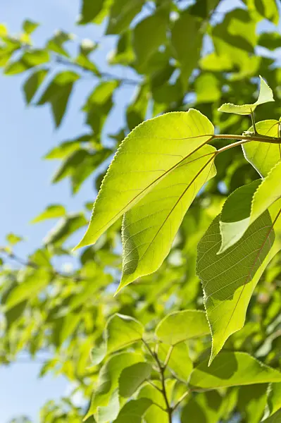 511118 - Paper mulberry (Broussonetia papyrifera)
