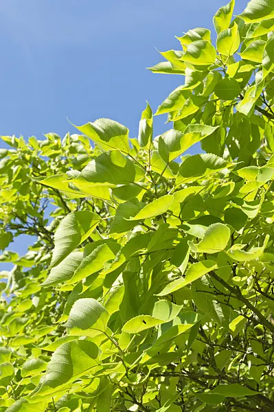 511183 - Paper mulberry (Broussonetia papyrifera)