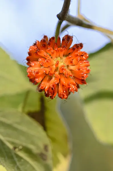 525343 - Paper mulberry (Broussonetia papyrifera)