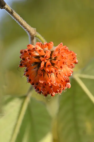 525344 - Paper mulberry (Broussonetia papyrifera)