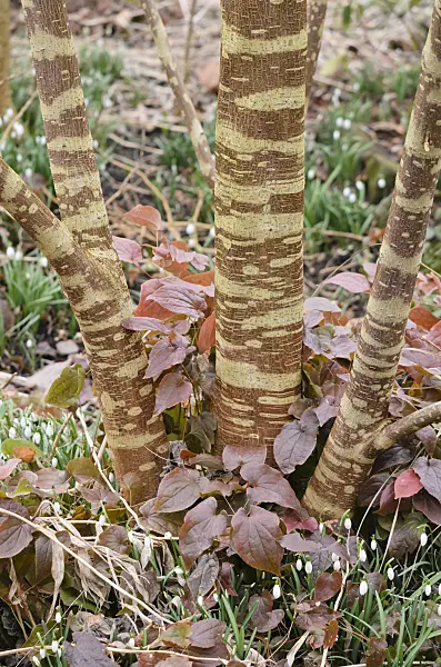 529058 - Paper mulberry (Broussonetia papyrifera)