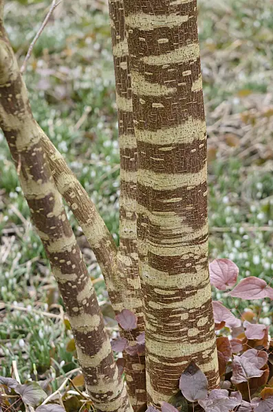 529059 - Paper mulberry (Broussonetia papyrifera)