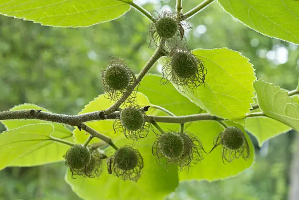 558335 - Paper mulberry (Broussonetia papyrifera)