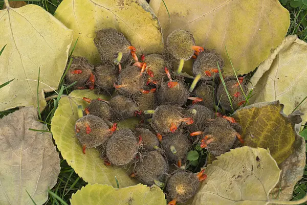 597009 - Paper mulberry (Broussonetia papyrifera)
