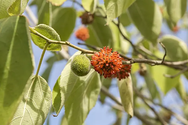 635019 - Paper mulberry (Broussonetia papyrifera)