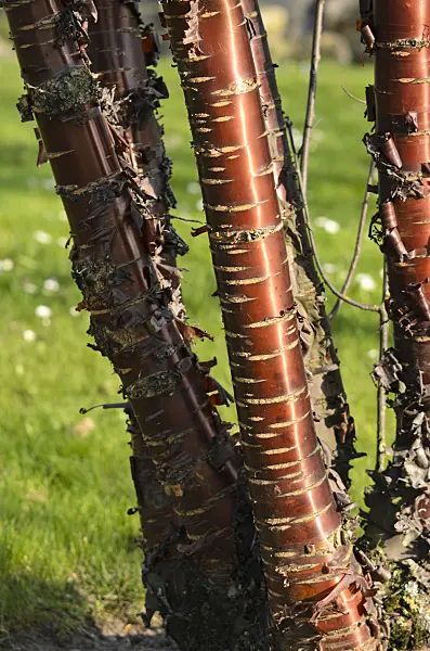 519102 - Paperbark cherry (Prunus serrula)