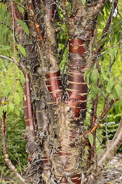 525072 - Paperbark cherry (Prunus serrula)