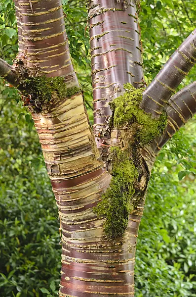 533406 - Paperbark cherry (Prunus serrula)
