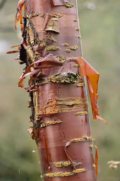 553042 - Paperbark cherry (Prunus serrula)