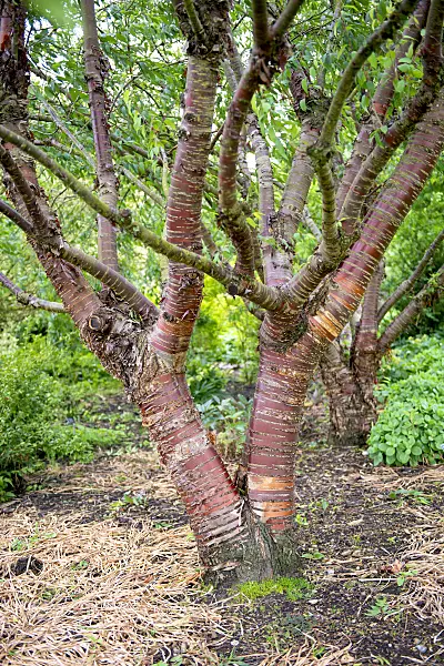 607179 - Paperbark cherry (Prunus serrula)