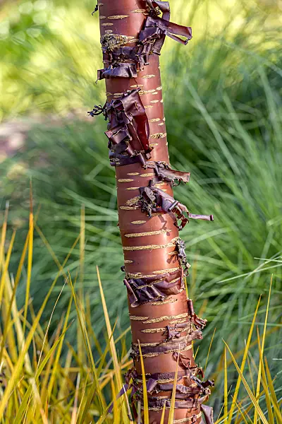 607181 - Paperbark cherry (Prunus serrula)