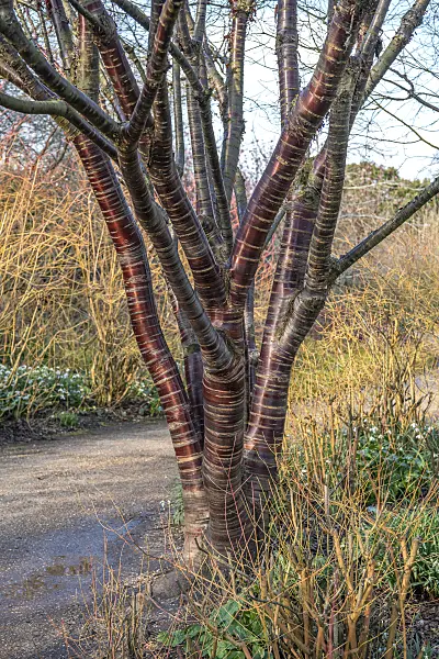 607183 - Paperbark cherry (Prunus serrula)