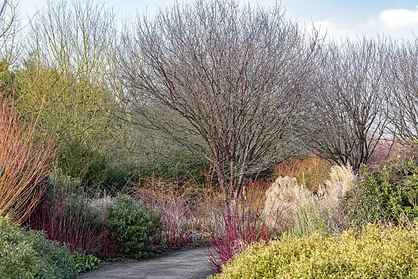625329 - Paperbark cherry (Prunus serrula)