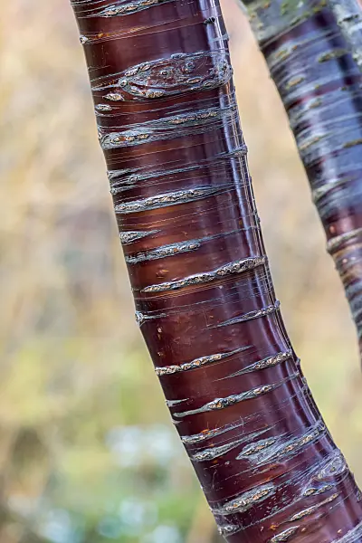 625331 - Paperbark cherry (Prunus serrula)