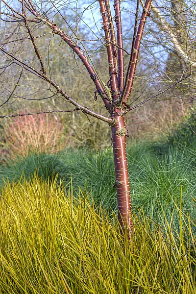 607180 - Paperbark cherry (Prunus serrula) and New Zealand iris (Libertia peregrinans)
