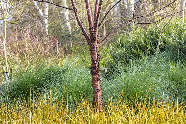 607182 - Paperbark cherry (Prunus serrula) and New Zealand iris (Libertia peregrinans)
