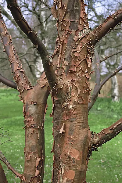 471351 - Paperbark maple (Acer griseum)