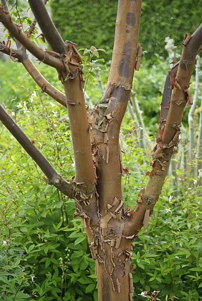 502080 - Paperbark maple (Acer griseum)
