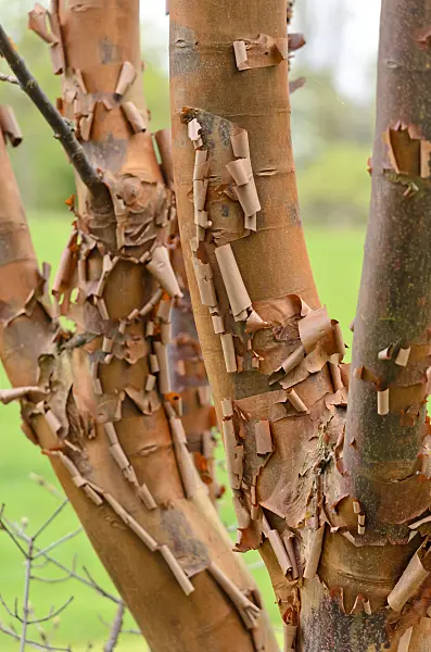 531130 - Paperbark maple (Acer griseum)