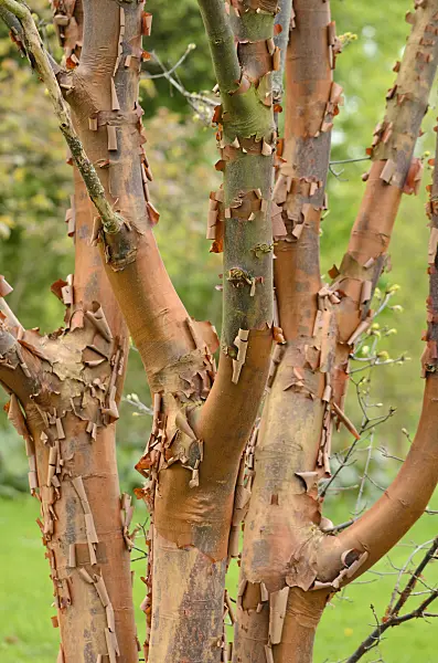 531131 - Paperbark maple (Acer griseum)
